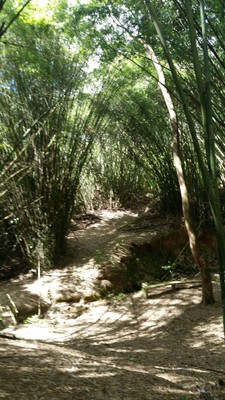 Bosque Monte Choca