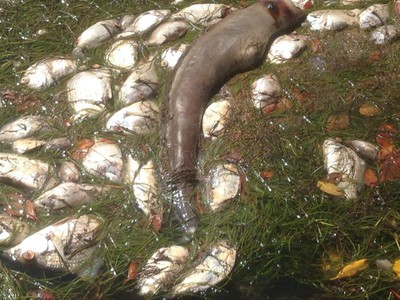 Mortandad de peces en laguna bioluminiscente de Fajardo