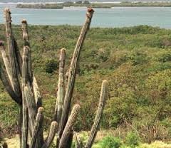 Bosque Seco de Guánica 2