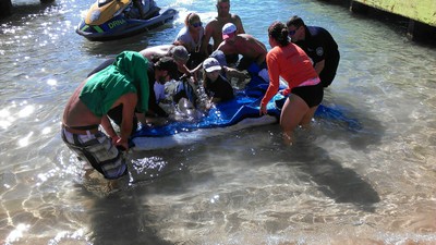 Rescate de ballena