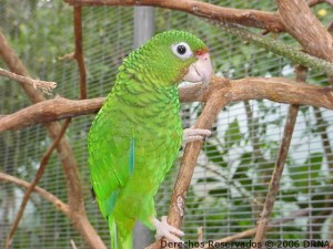 Cotorra puertorriqueña, Amazona vittata vittata
