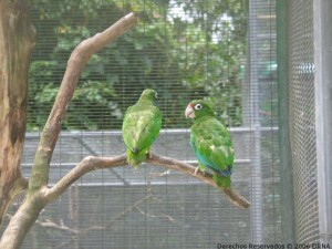 Cotorra puertorriqueña, Amazona vittata vittata II