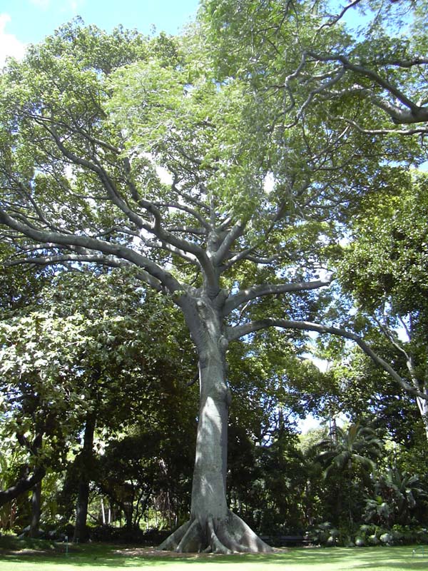 La División de Permisos para el manejo de árboles evalúa las solicitudes de permisos para el corte, poda trasplante y siembra de árboles no asociados a proyectos de construcción en terrenos públicos y privados al amparo de la Ley Núm. 133 de 1 de julio de 1972 mejor conocida como la Ley de Bosques de Puerto Rico, según enmendada.