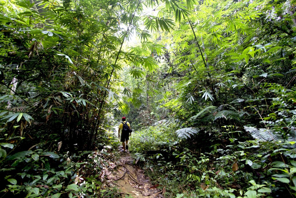 La Ley 133 del 1 julio de 1975 o Ley de Bosques de Puerto Rico, sección 196-C, presenta la necesidad de investigación y estudios técnicos para repoblación forestal, el manejo de los bosques y utilización de los productos forestales. En conformidad con dicha ley se crea la División de Investigaciones Forestales.