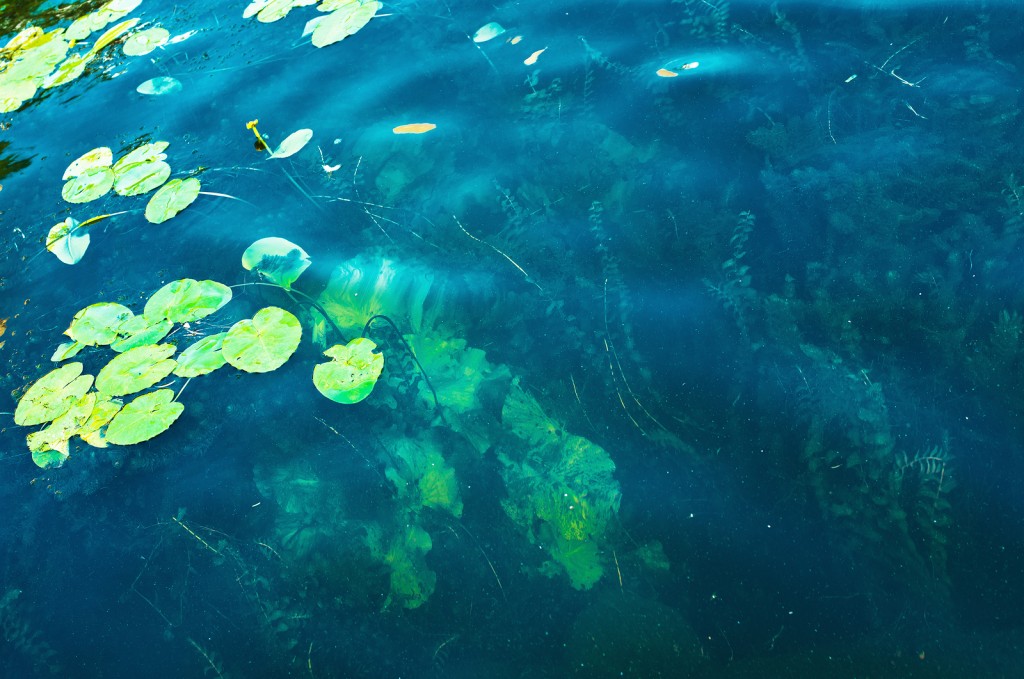 La Sección de Control de Malezas Acuáticas forma parte de la División de Conservación, adscrita al Área de Operaciones Regionales del Departamento de Recursos Naturales y Ambientales (DRNA).