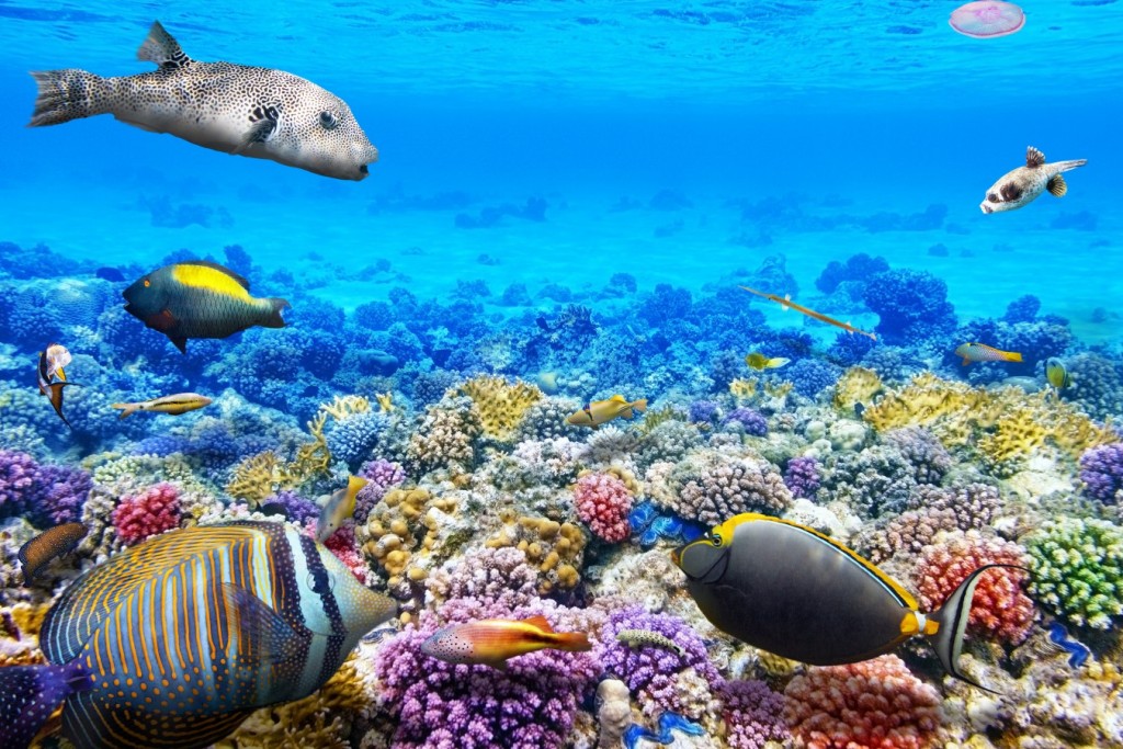 Wonderful and beautiful underwater world with corals and tropical fish.