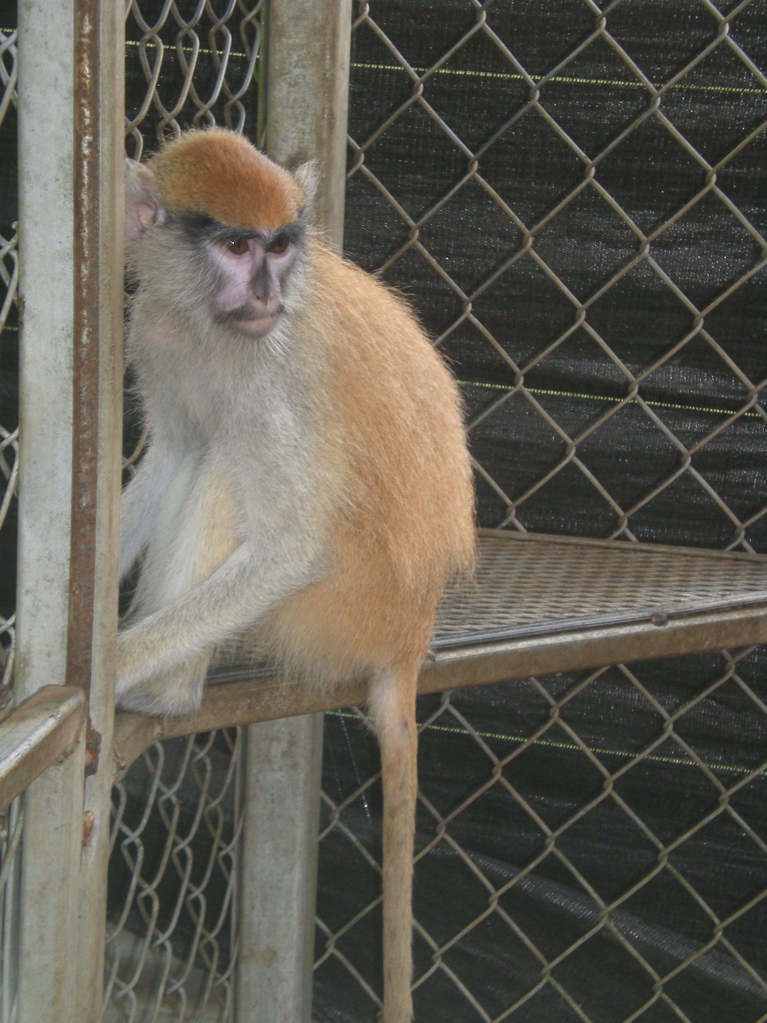 DRNA | Proyecto para el control de primates el suroeste de Puerto Rico