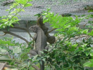 Iguanas en jaulas del criadero localizado en la Isla de Mona. 