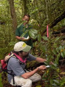 Desde 2004 la División de Investigación Forestal tiene a cargo la producción de plantas en peligro de extinción. De la misma forma, tiene la responsabilidad de establecer nuevas poblaciones de estas especies en los bosques públicos del país y monitorear su establecimiento y desarrollo. En la foto, biólogos de la división tomando datos de flora en peligro de extinción. 