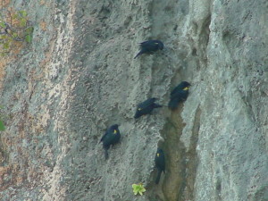 mariquitas en acantilado Isla de Mona