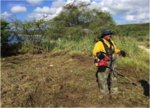 reforestacion1