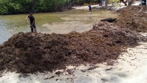 Sargazo en Playita Rosada, Lajas