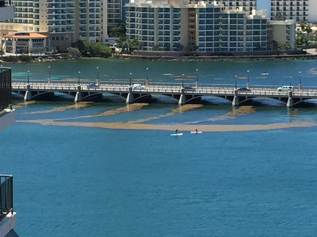 Sargazo en el Condado