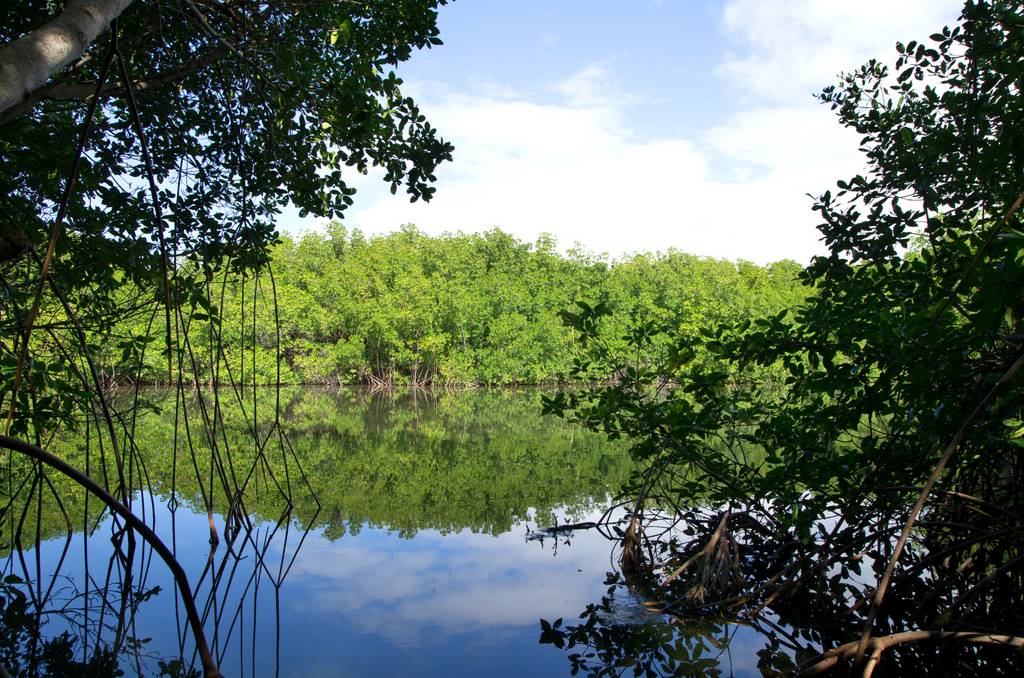 Un manglar es un grupo de especies de árboles 0 arbustos que poseen adaptaciones que les permiten colonizar terrenos anegados que están sujetos a intrusiones de agua salada. El término manglar incluye varias especies que poseen adaptaciones similares, pero que pertenecen a familias diferentes.