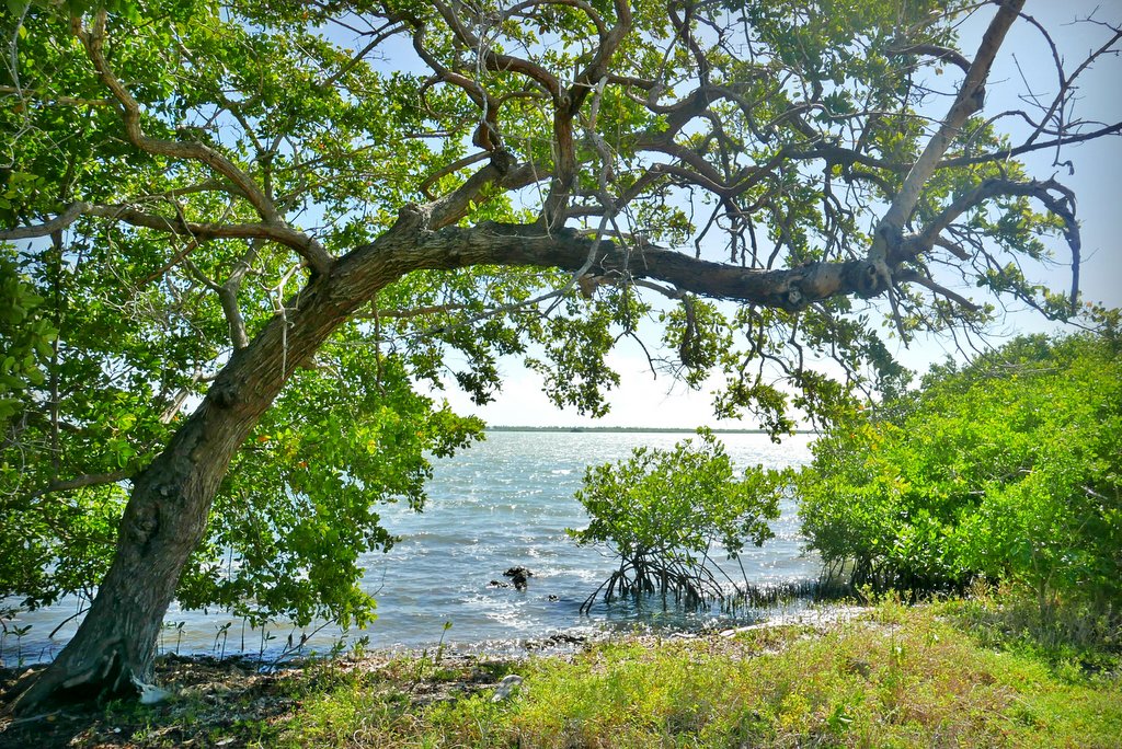 La palabra estuario vino a nuestro vocabulario del latín, aestuarium, que quiere decir un área bajo las influencias de las mareas. Hoy en día la definición mas usada es que un estuario es un área de la costa donde el agua dulce proveniente de la tierra se mezcla con el agua del mar. Observándose en estos lugares dos factores ambientales de gran importancia, las mareas, la cantidad y ritmo de flujo de agua dulce. Aquí los nutrientes de la tierra se mezclan en el estuario con f lujo de las mareas (tidal water), resultando este lugar muy fértil y productivo.