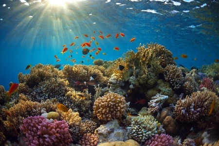 El coral es una colonia de organismos marinos formados por la asociación de un alga y un pólipo de coral. Asociados con los corales viven una gran variedad de algas coralinas, plantas y animales acuáticos que en conjunto forman lo que en su totalidad llamamos el arrecife de coral.