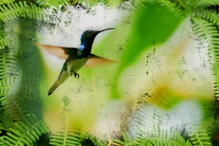 Las aves constituyen el grupo más numerosos de fauna silvestre en Puerto Rico. Poseen gran valor estético, ecológico, científico, educacional y recreativo. Son los únicos animales que poseen plumas y su colorido y cantos las hace distintas entre si lo que ayuda identificarlas.