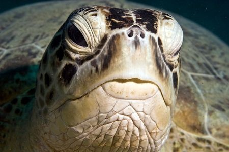 Las tortugas marinas son los reptiles más antiguos existentes. Su origen se remonta a 180 millones de años atrás. Son animales de sangre fría, respiran aire, ponen huevos y normalmente habitan los océanos tropicales y subtropicales. El peso de los adultos varía entre los 40 y 650 kilogramos (88 a 1,430 libras). Las hembras adultas anidan cada dos a tres años. Se cree que regresan a desovar a la playa donde nacieron.
