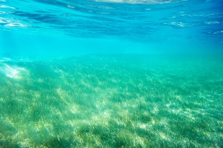 No todas las plantas que se encuentran en el mar son algas. En el mar, también hay plantas superiores adaptadas a sobrevivir en ambientes marinos que producen flores y frutas. Estas se conocen como yerbas submarinas las cuales forman extensas praderas.
