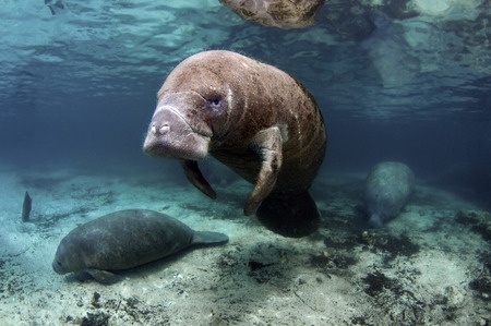 El manatí (Trichechus manatus) es un mamífero marino herbívoro, que usualmente vive en aguas poco profundas, Se alimenta de yerbas marinas y plantas acuáticas. Es conocido como vaca marina. Periódicamente el manatí sale a la superficie a respirar, excepto cuando esta dormido. En ocasiones de gran actividad pueden salir a la superficie cada 5 minutos aproximadamente.