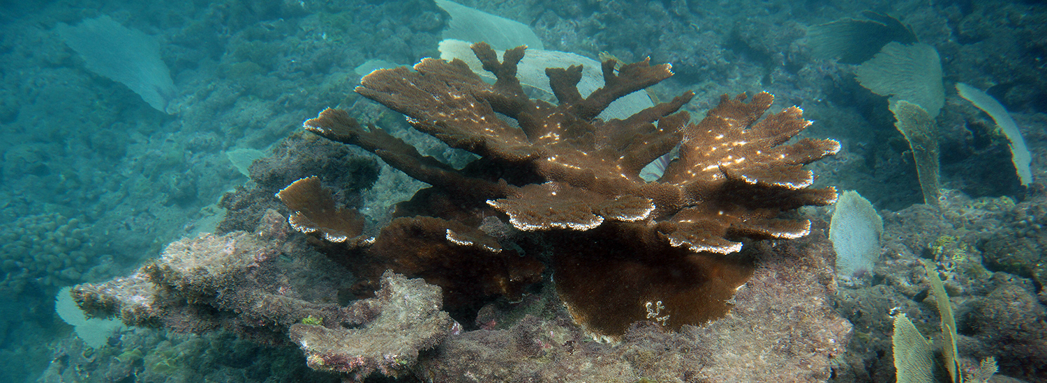 Acropora palmata