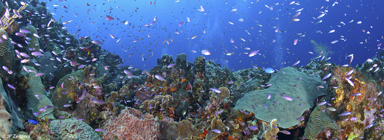 Arrecifes de Isla Desecheo. Foto por: JP Zegarra.