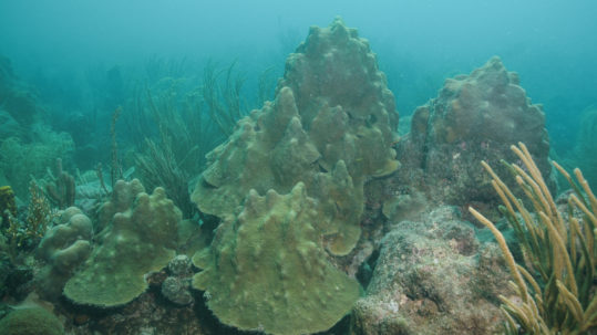 Orbicella faveolata (Coral estrella laminar)
