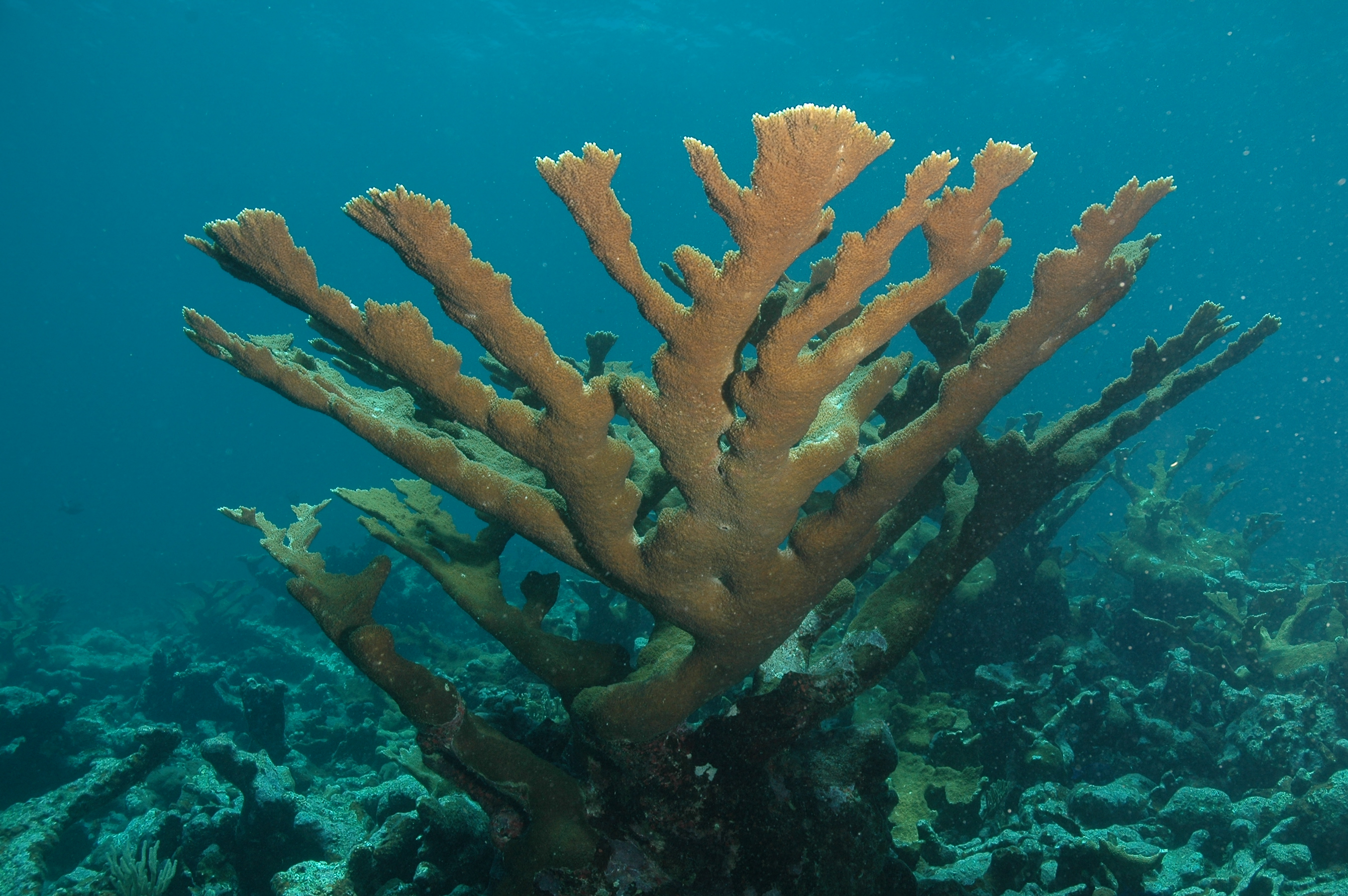 Acropora palmata (Cuerno de alce)