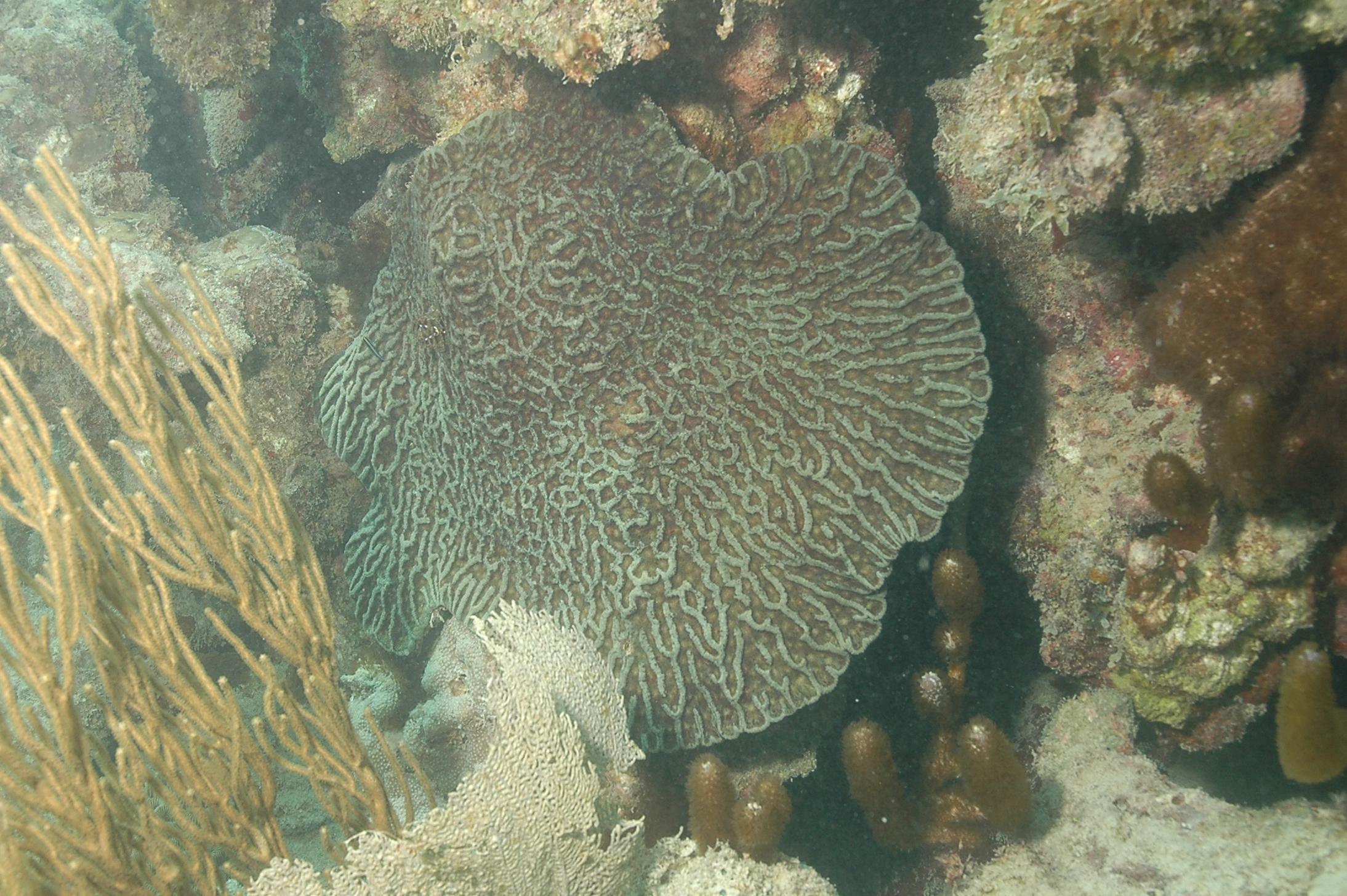 Mycetophyllia ferox