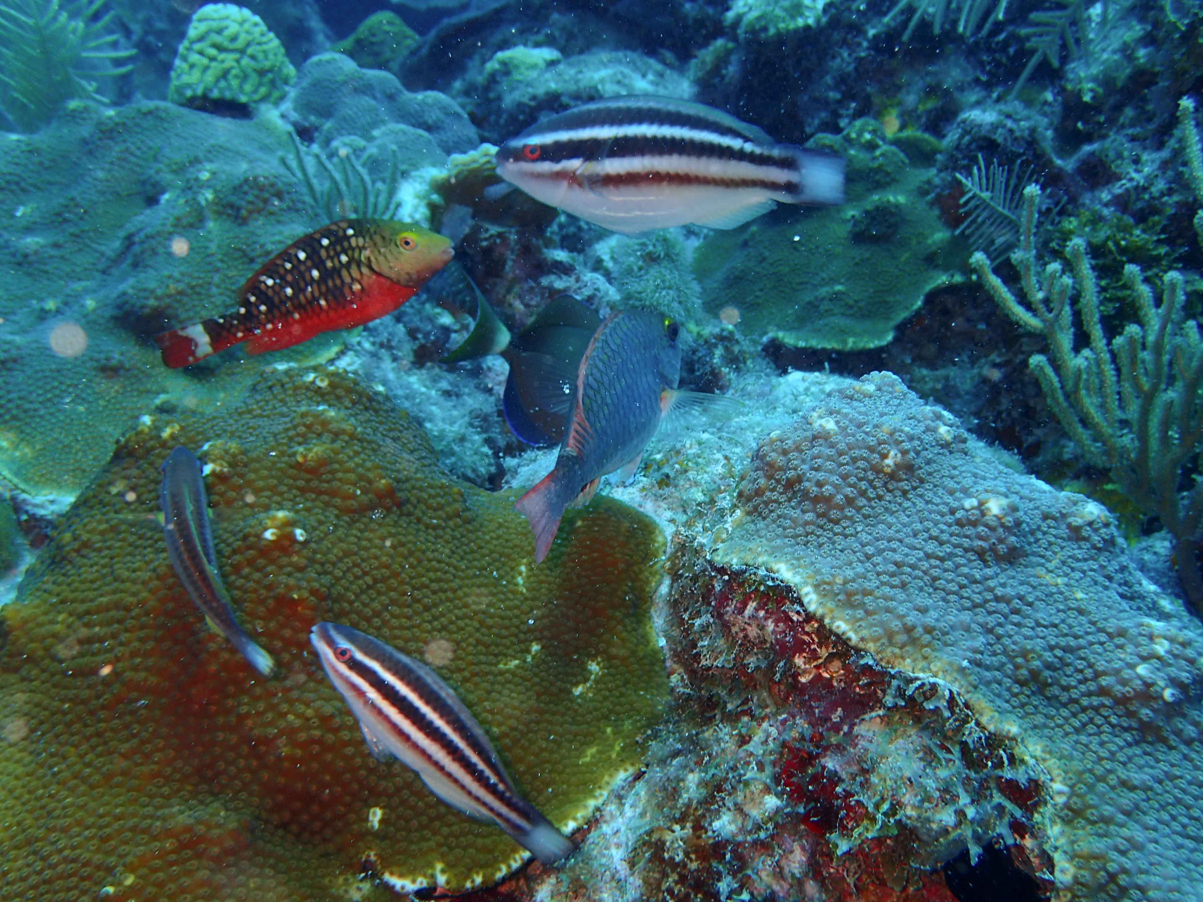 Orbicella franski