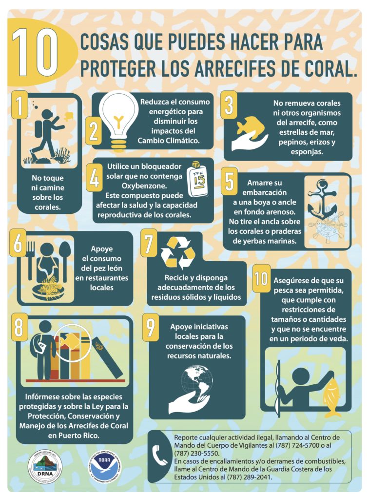 10 cosas que puedes hacer para proteger los arrecifes de coral.