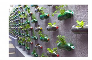 Con botellas de refrescos las personas pueden hacer un jardín o huerto vertical. 