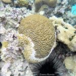 Enfermedad de Pérdida de Tejido en Corales Duros (SCTLD)