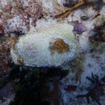 Enfermedad de Pérdida de Tejido en Corales Duros (SCTLD)