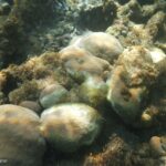 Enfermedad de Pérdida de Tejido en Corales Duros (SCTLD)