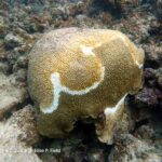 Enfermedad de Pérdida de Tejido en Corales Duros (SCTLD)