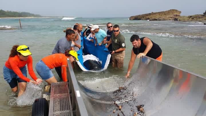 rescate animal vivo