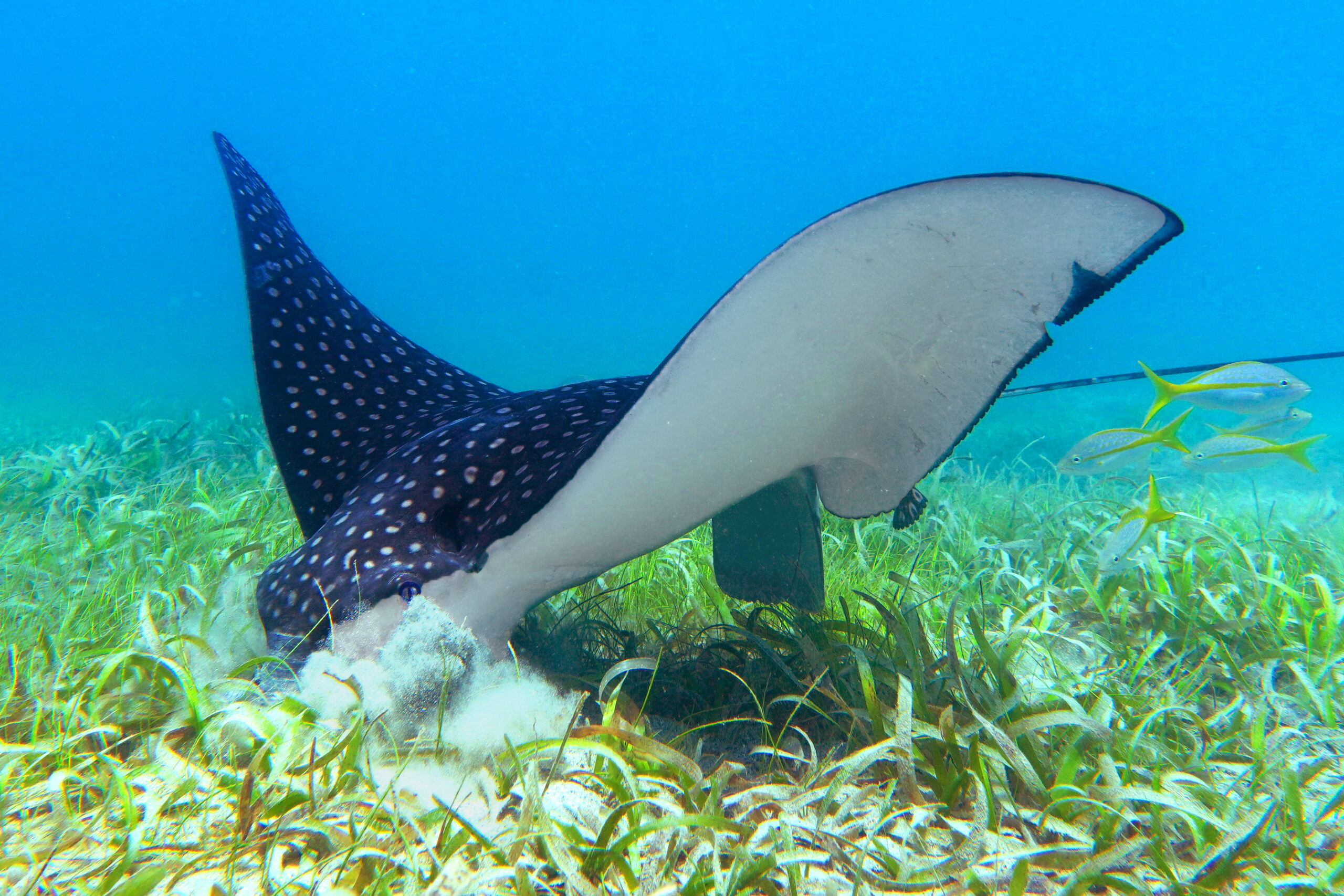 Spotted Eagle Ray - Crystal Clear Vieques