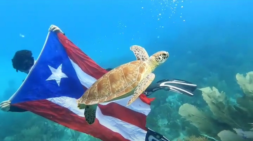 Tortuga y Bandera - Carlos J. De Leon