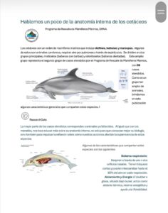 Anatomia interna delfín